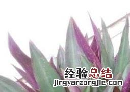 紫背元宝花放在哪里好 紫背元宝花的养殖方法和注意事项