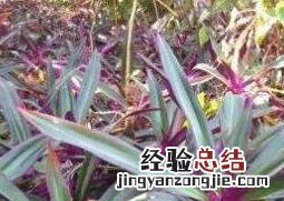 紫背元宝花放在哪里好 紫背元宝花的养殖方法和注意事项