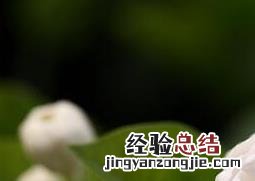 重瓣茉莉花的养殖方法 重瓣茉莉花的养殖方法和方法