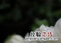 重瓣茉莉花的养殖方法 重瓣茉莉花的养殖方法和方法