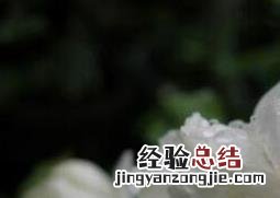 重瓣茉莉花的养殖方法 重瓣茉莉花的养殖方法和方法