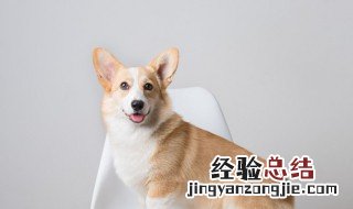 梦见很多狗有什么预兆 梦见很多狗有什么预兆没见自己住别墅
