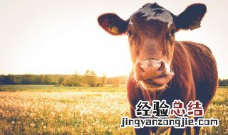 梦见很多牛是什么兆头 梦见很多牛是什么兆头周公解梦