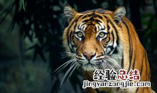 梦见被老虎咬了是什么预兆啊 梦见被老虎咬了是什么预兆