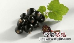 黑醋栗的功效与作用 黑醋栗有什么功效