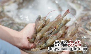 刚买回来的虾怎么存放 储存虾的方法