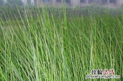 灯心草的营养价值