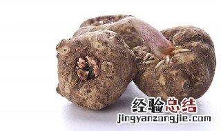 魔芋怎么存放 魔芋存放方法