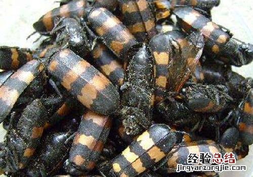 斑蝥的营养价值