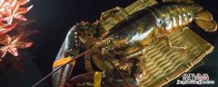 波士顿龙虾怎样保存活 做好的波士顿龙虾能放多久