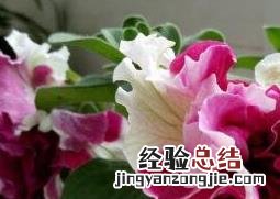 重瓣牵牛花的养殖方法 重瓣牵牛花的种植方法