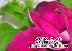 重瓣牵牛花的养殖方法 重瓣牵牛花的种植方法