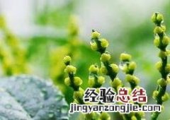 珠兰花的养殖方法和注意事项 珍珠兰花的养殖方法