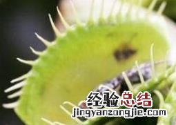 捕蝇草怎么养 捕蝇草怎么养才能爆盆