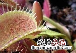 捕蝇草怎么养 捕蝇草怎么养才能爆盆
