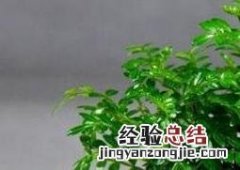 盆栽清香木的养殖方法 清香木的养殖方法