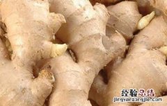 生姜如何祛斑才有效果 生姜如何祛斑才有效果?