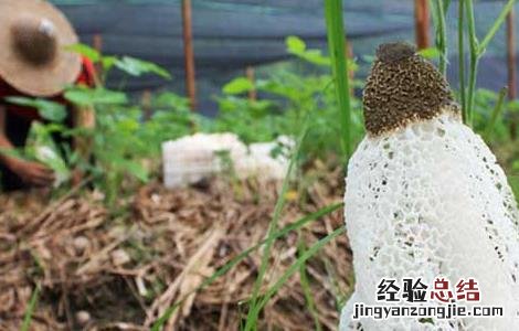 吃竹荪能减肥吗 吃竹荪可以减肥吗