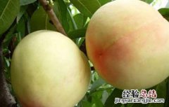 桃子是凉的还是热性的 桃子是凉性还是热性
