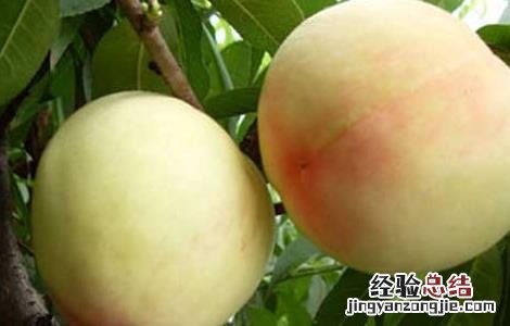 桃子是凉的还是热性的 桃子是凉性还是热性