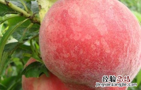 吃桃子会不会长胖 吃桃子真的会长胖吗