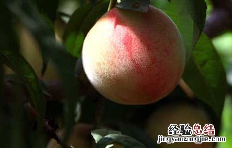 吃桃子会不会长胖 吃桃子真的会长胖吗