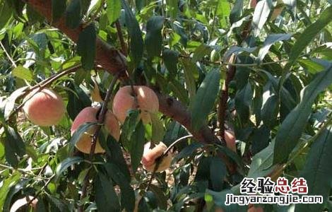吃桃子会不会长胖 吃桃子真的会长胖吗