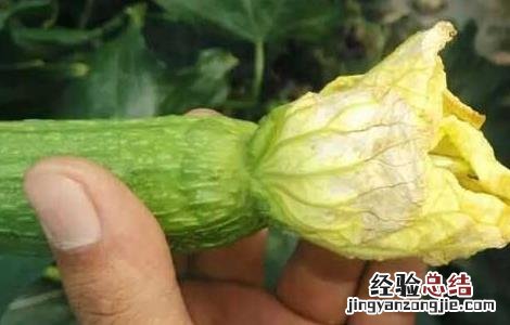 丝瓜怎样祛斑效果好 丝瓜如何祛斑