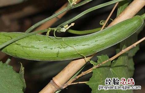 丝瓜怎样祛斑效果好 丝瓜如何祛斑