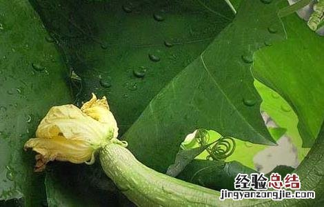 丝瓜怎样祛斑效果好 丝瓜如何祛斑