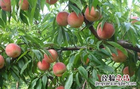 吃桃子可以减肥吗瘦肚子吗 吃桃子可以减肥吗