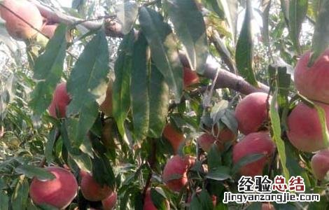 吃桃子可以减肥吗瘦肚子吗 吃桃子可以减肥吗