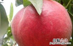 吃桃子可以减肥吗瘦肚子吗 吃桃子可以减肥吗