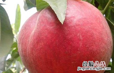 吃桃子可以减肥吗瘦肚子吗 吃桃子可以减肥吗