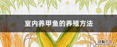 室内养甲鱼的养殖方法 甲鱼家养方法
