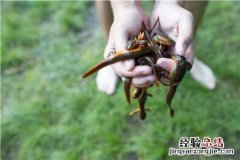 中国瘰螈10元一条当街卖！中国瘰螈是国家保护动物吗？可以吃吗？