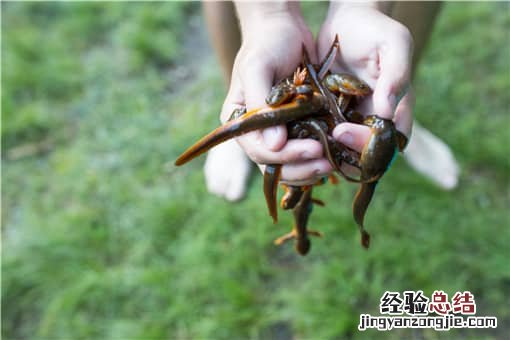 中国瘰螈10元一条当街卖！中国瘰螈是国家保护动物吗？可以吃吗？