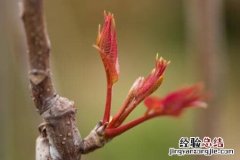 香椿芽多少钱一斤? 香椿芽多少钱一斤现在