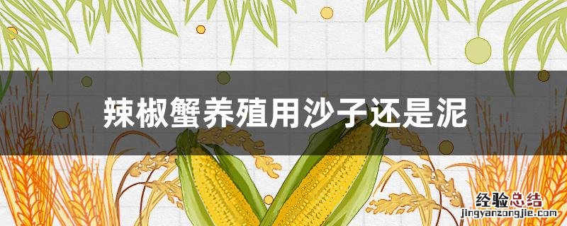 辣椒蟹养殖用沙子还是泥 辣椒蟹需要泥吗