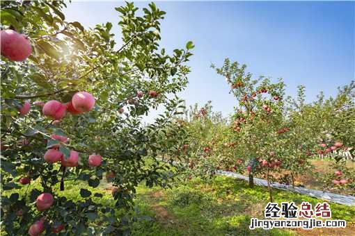 创业种果树赚钱吗 农村创业种植果树怎么样