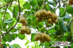 创业种果树赚钱吗 农村创业种植果树怎么样