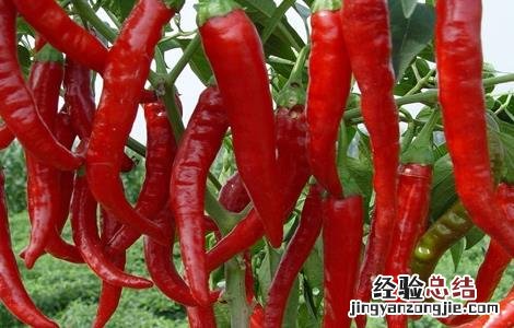 辣椒的功效与作用及注意事项 辣椒的功效与作用、禁忌和食用方法