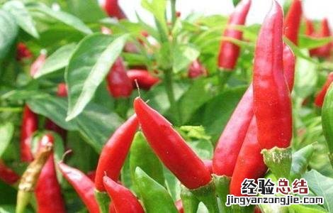 辣椒的功效与作用及注意事项 辣椒的功效与作用、禁忌和食用方法