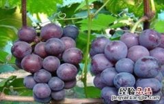 葡萄的功效与作用是凉性还是热性 葡萄的功效与作用