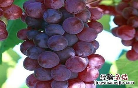 葡萄的功效与作用是凉性还是热性 葡萄的功效与作用