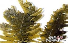 昆布的功效与作用禁忌及食用方法 昆布的功效与作用及禁忌
