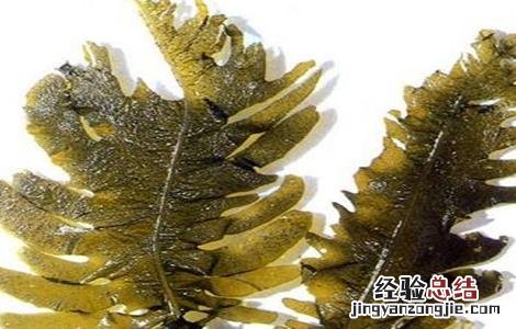 昆布的功效与作用禁忌及食用方法 昆布的功效与作用及禁忌