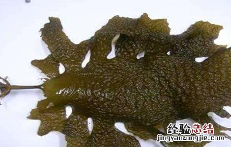 昆布的功效与作用禁忌及食用方法 昆布的功效与作用及禁忌