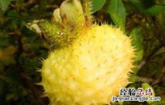 刺梨泡酒有什么功效治什么病 刺梨泡酒有什么功效