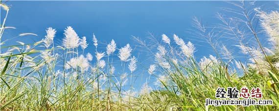 芦苇适合什么土壤种植,是黏质土吗 芦苇适合黏质土还是壤土